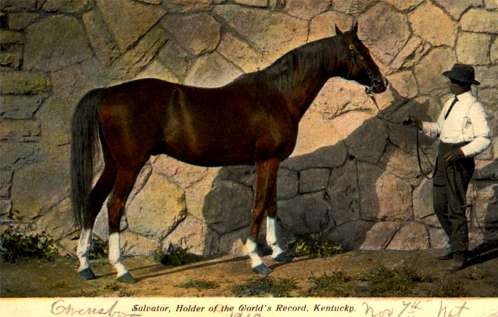 Horse Salvator Holder of World's Record KY