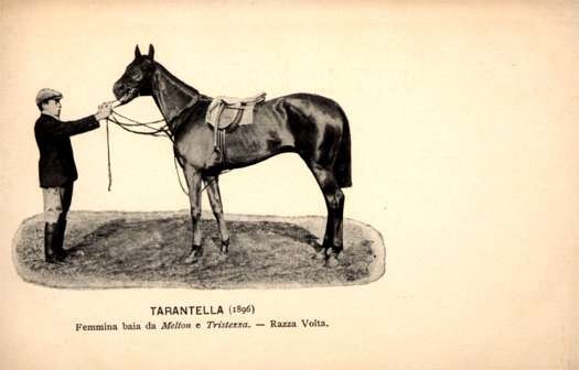 Horse Tarantella