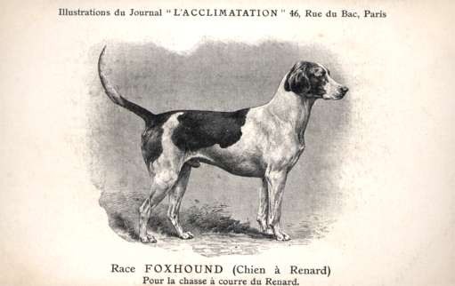Dog Race Foxhound