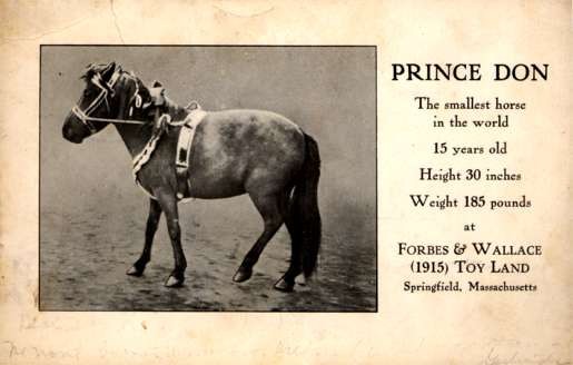 Pony Prince Don