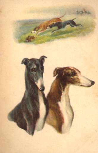 Hunting Dogs Greyhounds Chazing Rabbit