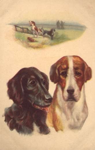 English Foxhound Dogs Hunters