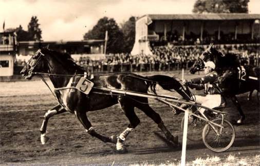 Harness Racer Leading Race Real Photo