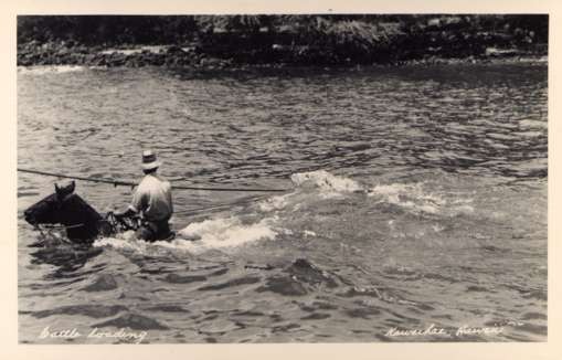 Hawaii Horse Rider Crossing Water Real Photo