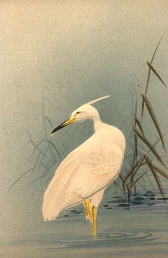 White Egret Japanese