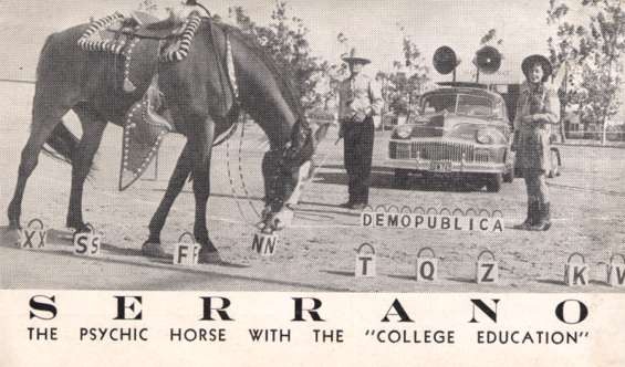 College Educated Horse Automobile