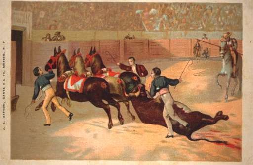 Bullfighting Bull Taken Away by Horses
