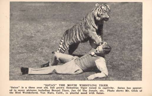 Movie Star Tiger Playing with Actor Glick