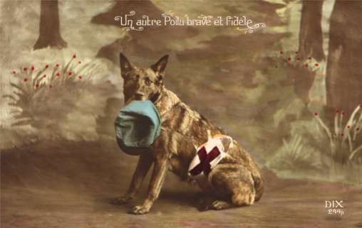 Red Cross Dog Holding Military Hat Real Photo