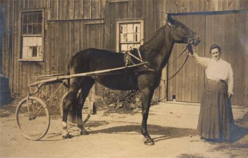 Lady Harness Race Horse Real Photo