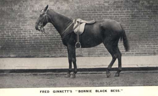 Horse Bonnie Black Bess