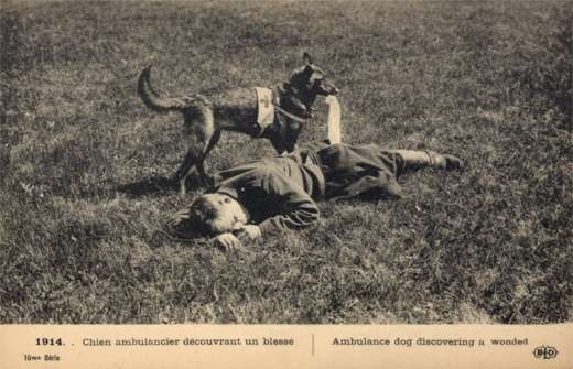 WWI Red Cross Dog Discovered Wounded