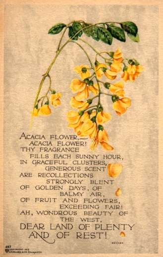 Volland #487 Flower Acacia Poem