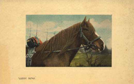 Gipsy King Horse