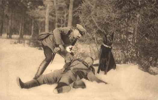 Red Cross Dog Orderly Helping Wounded WWI