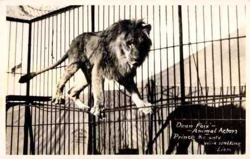 Only Wire Walking Lion Real Photo