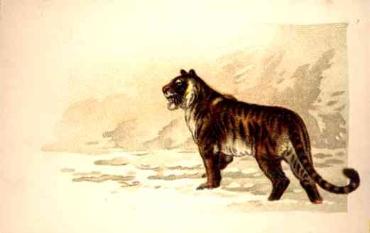 Tiger in Winter