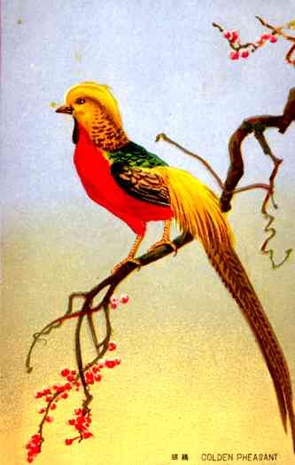 Golden Pheasant