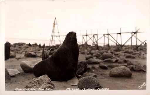 Alaska Pribliof Islands Seal Real Photo