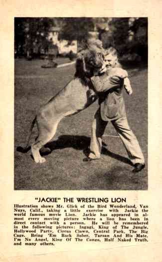 Trainer Glick Wrestling with Lion