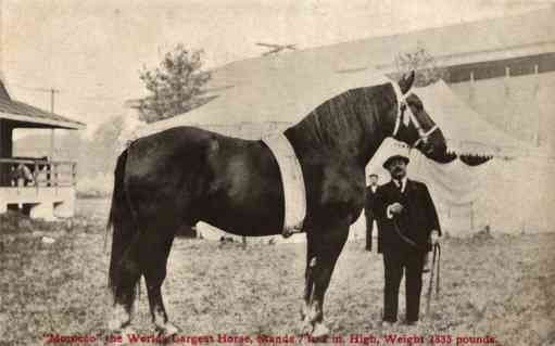 World's Largest Horse Morocco