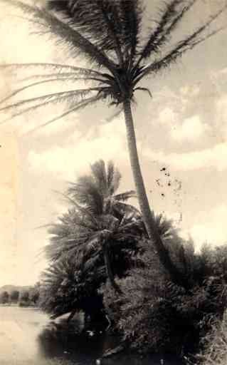 Hawaii Palms Real Photo