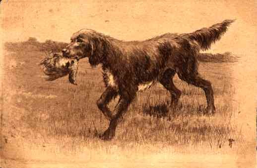 Dog Pointer Holding Game in Field