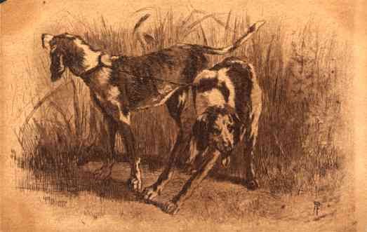 Two English Fox Hounds