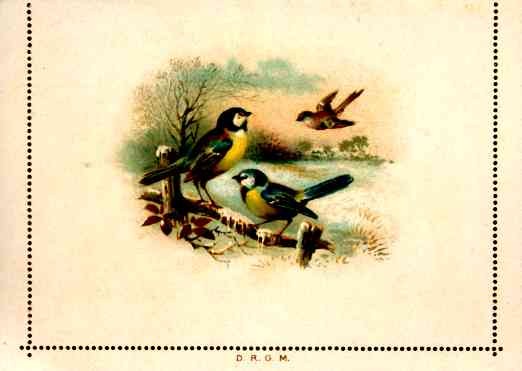 Blue Tits in Winter Letter Card