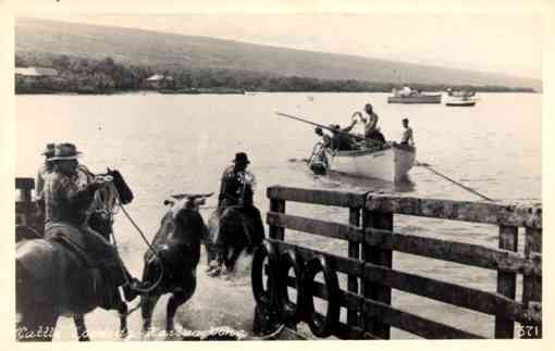 Hawaii Cattle Loading Real Photo