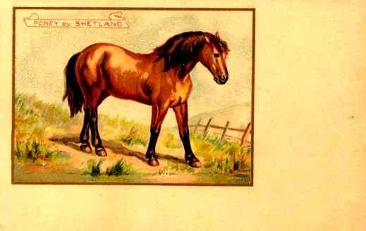 Shetland Pony French