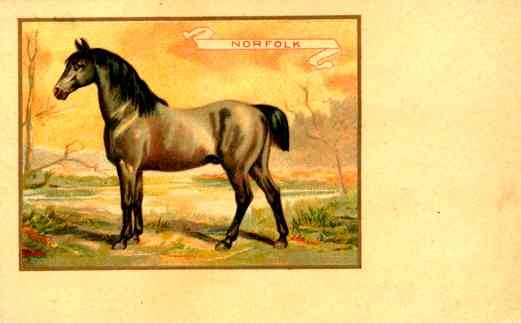 Norfolk Horse French