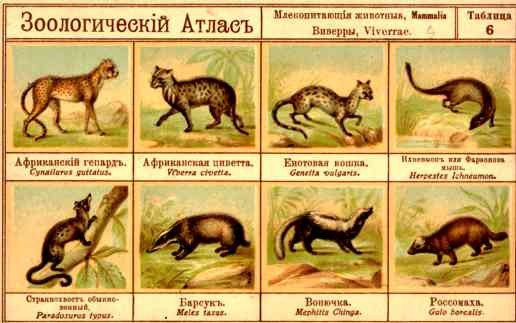 Zoological Atlas Cheetah Raccoon Cat Badger Russia