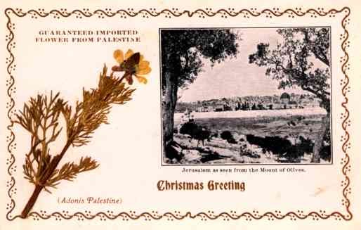 Dried Adonis Palestine Jerusalem Christmas