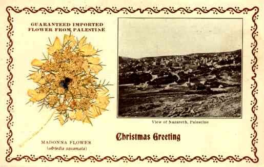 Dried Madonna Flower Palestine Nazareth Chrismas