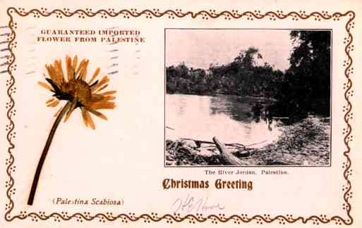 Dried Flower Palestine River Christmas