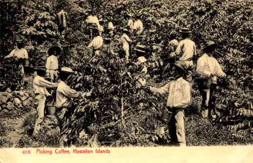 Hawaiian Islands Coffee Picking