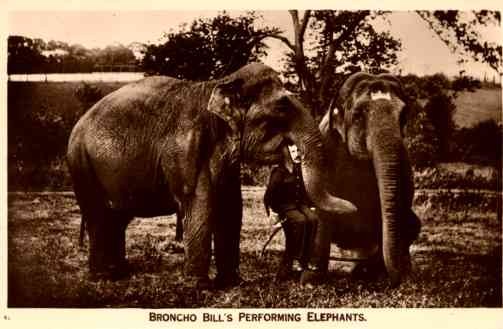 Broncho Bill's Performing Elephants Real Photo