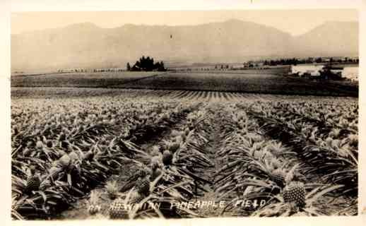 Hawaiian Pineapple Field Real Photo