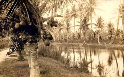 Palms by River Real Photo