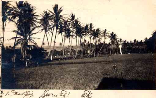 Group of Hawaiian Palms RP