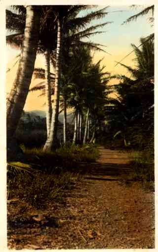 Palms Along Road Real Photo