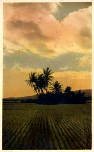 Crops Palms Real Photo
