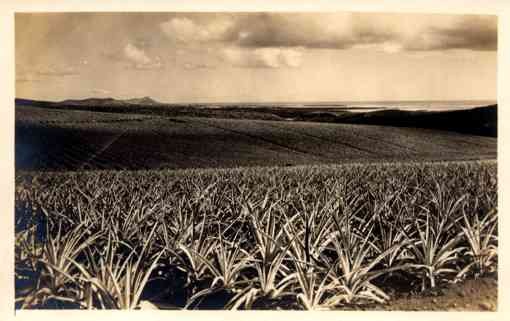 Hawaiian Crops Real Photo