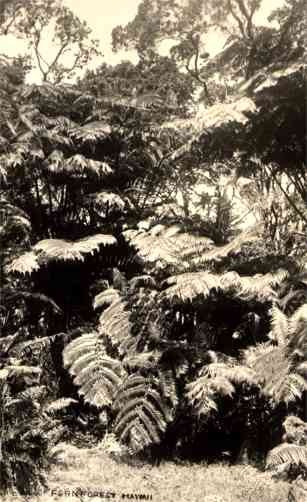 Fern Forest Real Photo