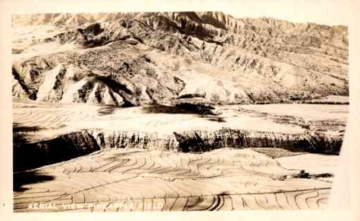 Aerial View of Pineapple Field RPPC