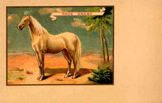 Horse of Arabian Breed