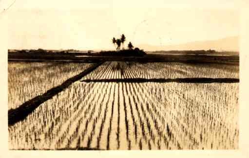 Hawaii Rice Field Real Photo