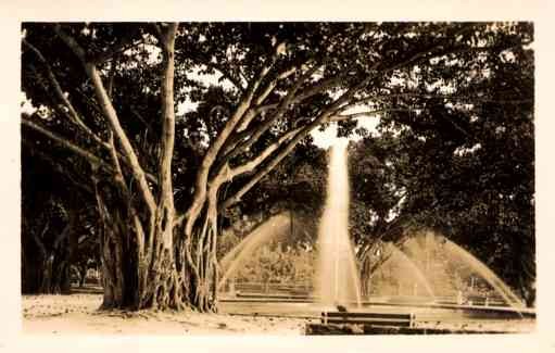 Hawaii Fountain and Tree Real Photo
