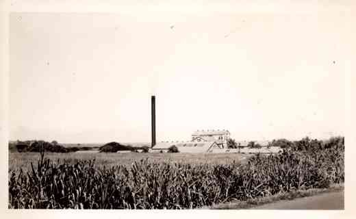 Hawaii Hailuku Cane Field Real Photo